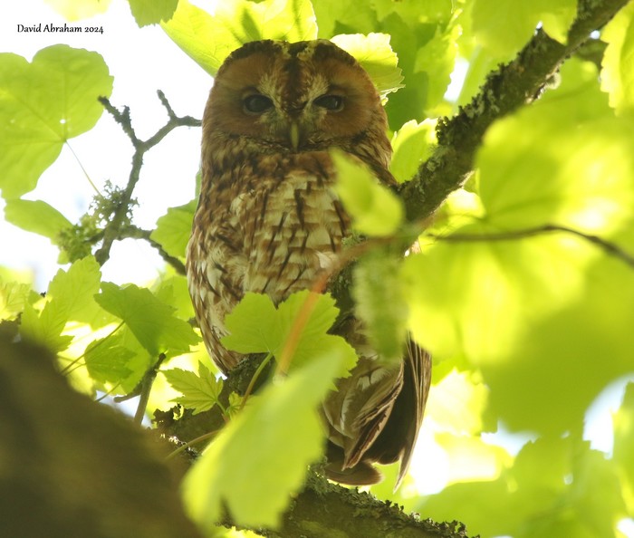 Tawny Owl 