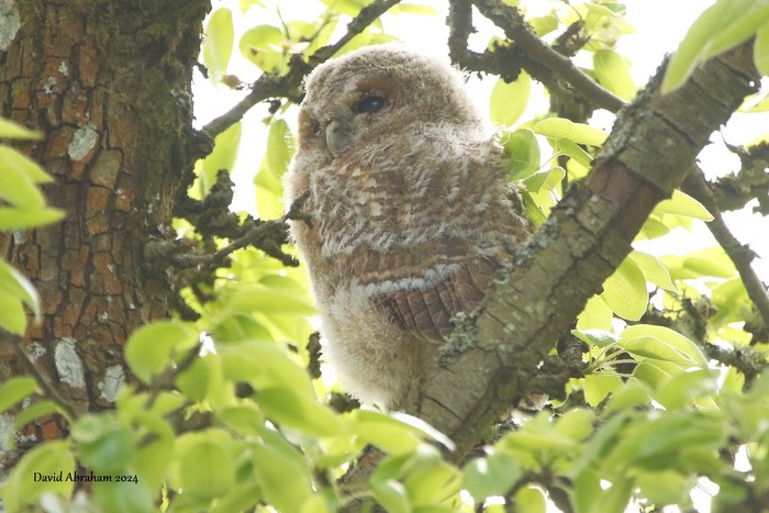 Tawny Owl