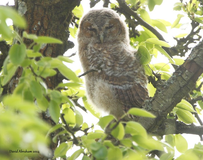 Tawny Owl 