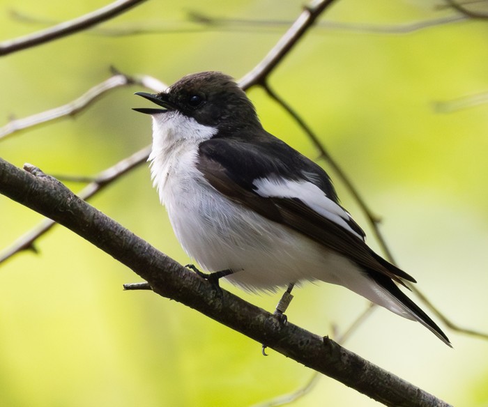 Pied Flycatcher