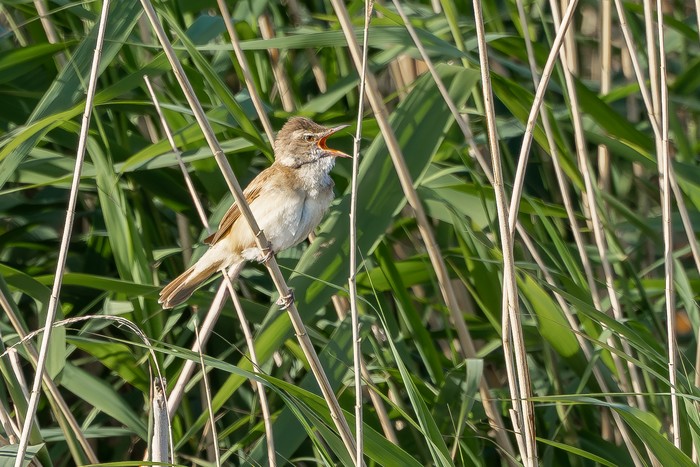 Great Reed Warbler