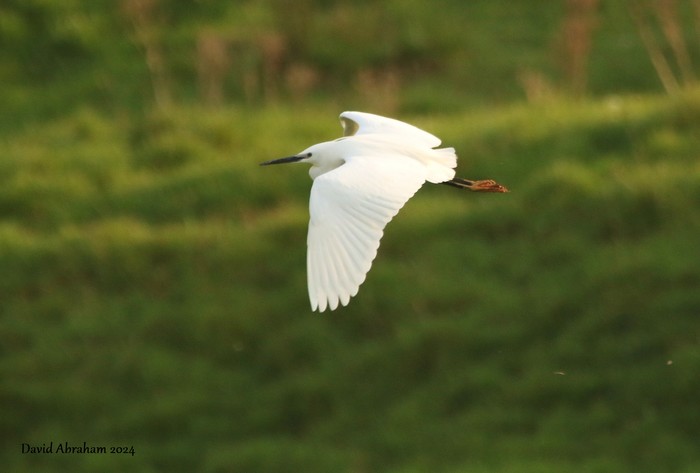 Little Egret 