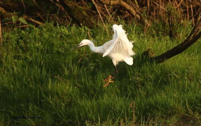 Little Egret 