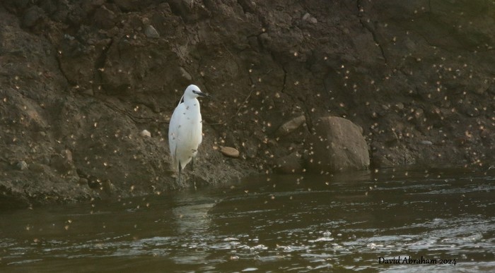 Little Egret 