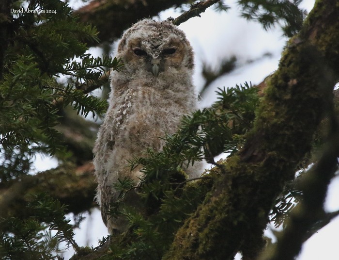 Tawny Owl 