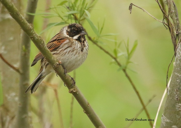 Reed Bunting 