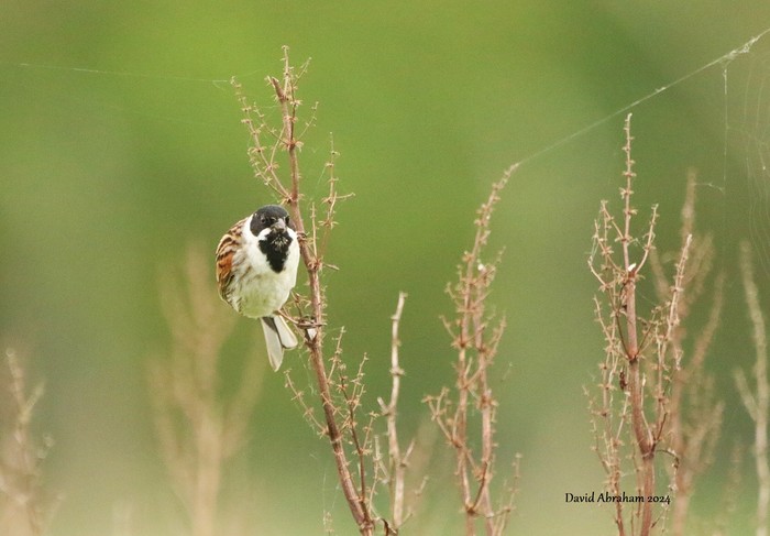 Reed Bunting 