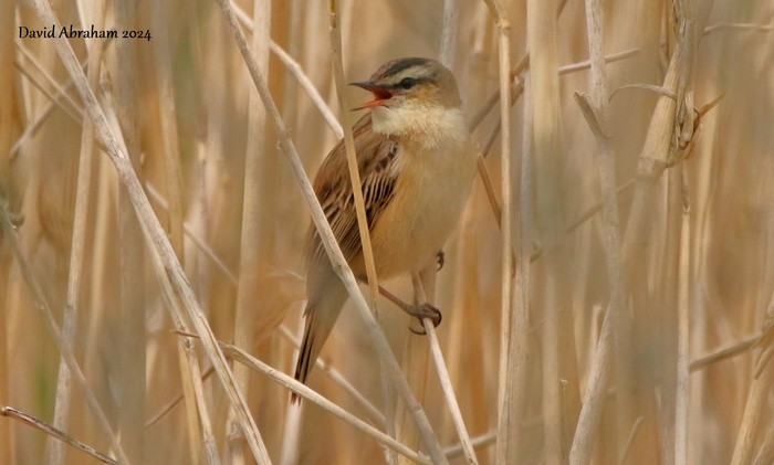 Sedge Warbler 