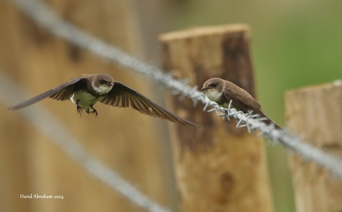 Sand Martin 