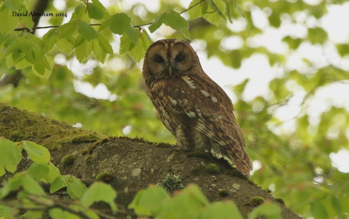 Tawny Owl 