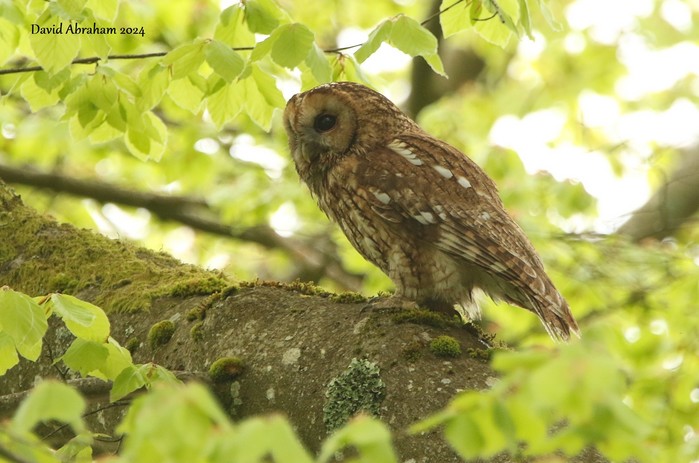 Tawny Owl 