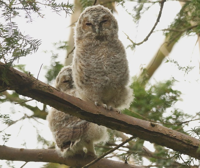 Tawny Owl 