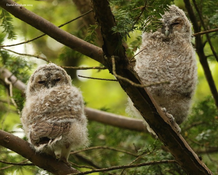 Tawny Owl 