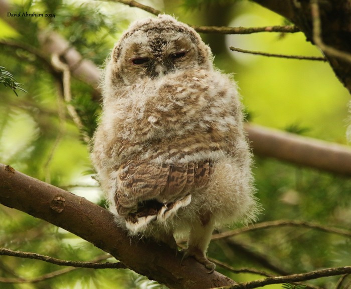 Tawny Owl 