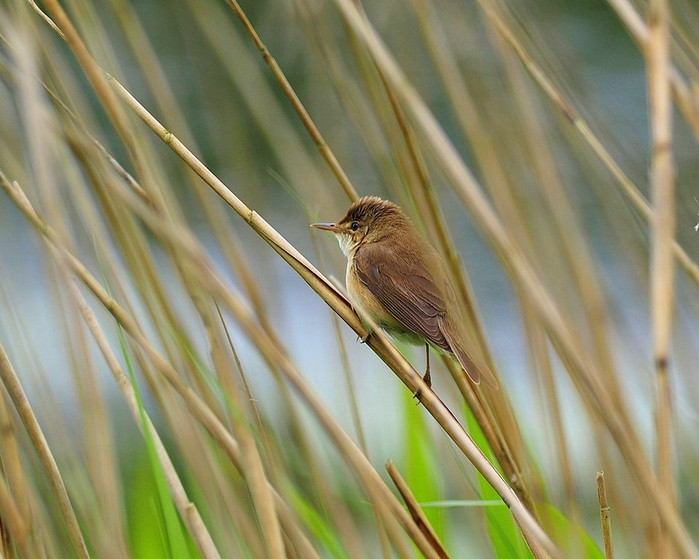 Reed Warbler