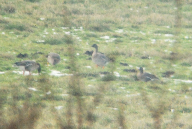 Lesser White-fronted Goose