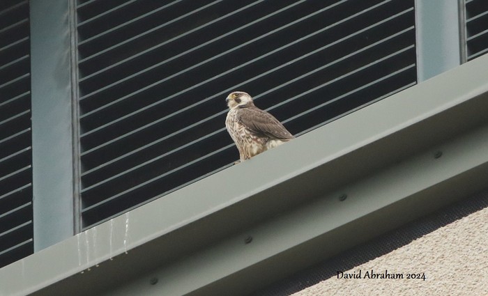 Peregrine 
