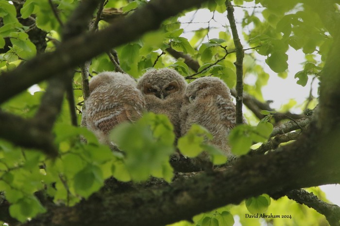 Tawny Owl 