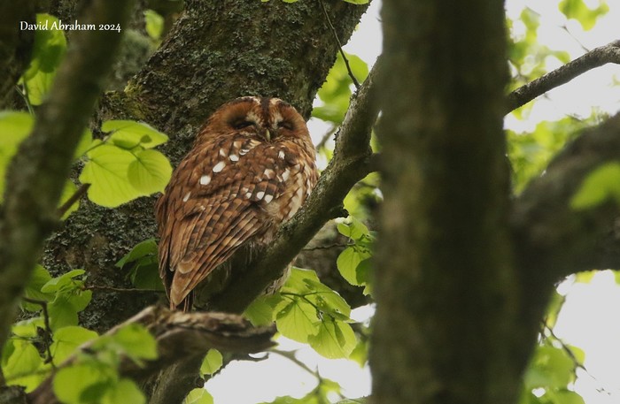 Tawny Owl 