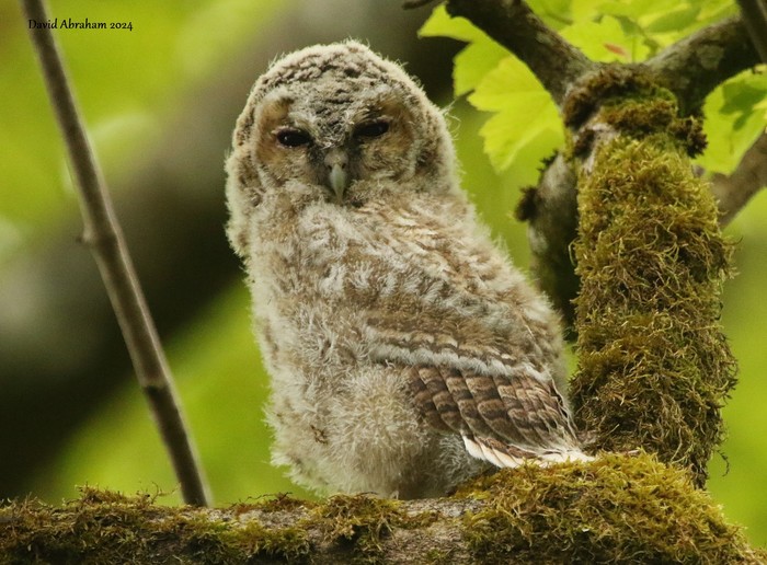 Tawny Owl
