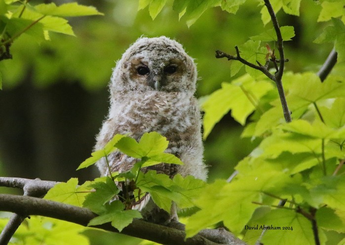 Tawny Owl 