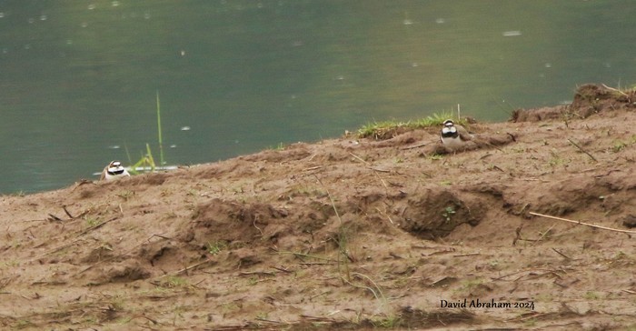 Little Ringed Plover 