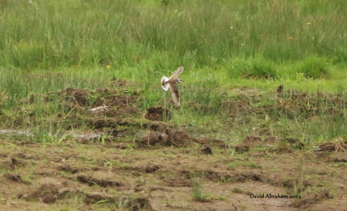 Little Ringed Plover 