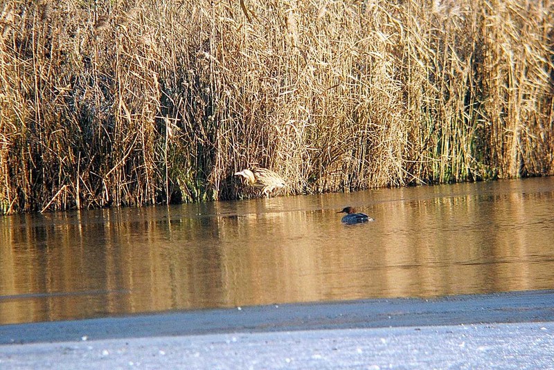 Bittern
