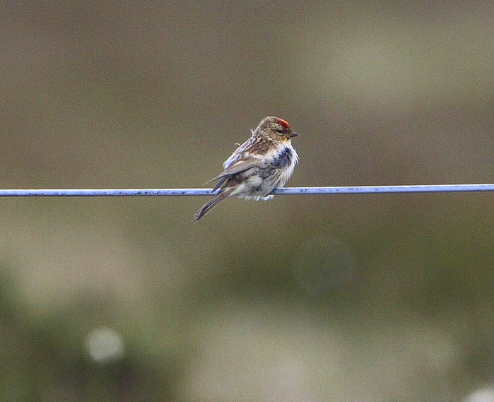 Lesser Redpoll