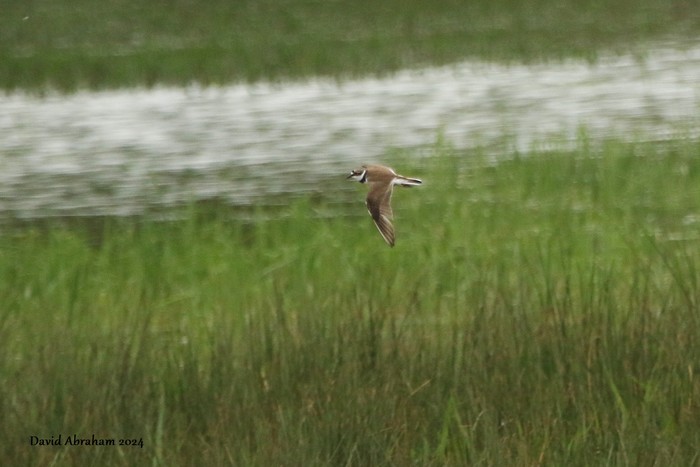 Little Ringed Plover 