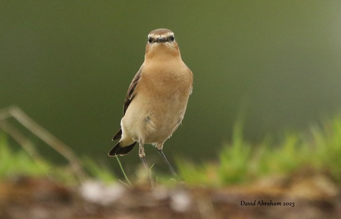 Wheatear 