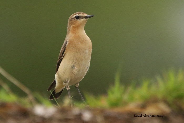 Wheatear 