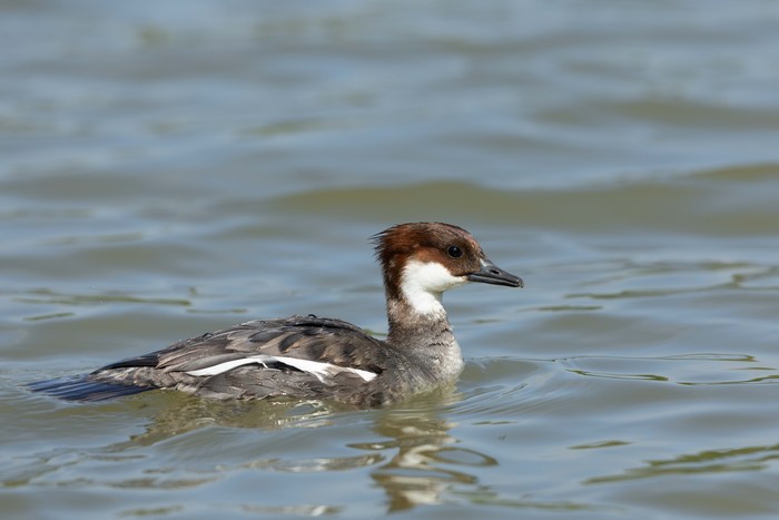 Smew