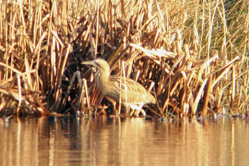 Bittern