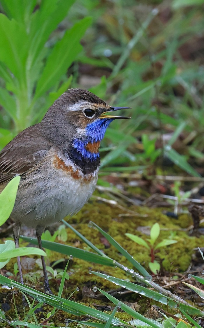 Bluethroat