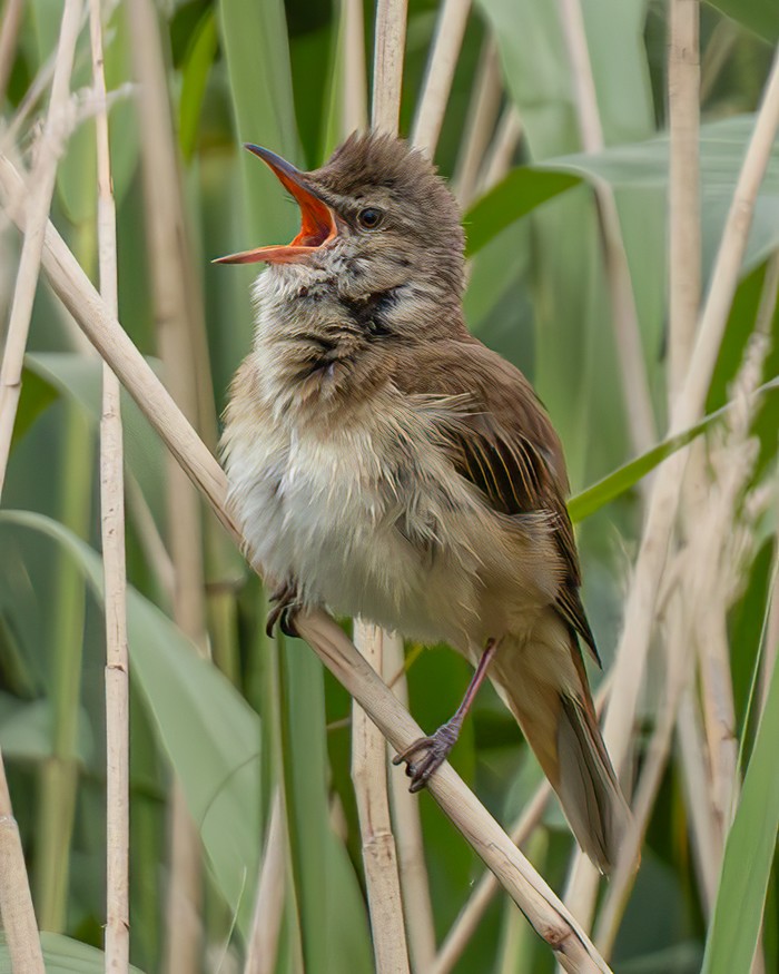 Great Reed Warbler