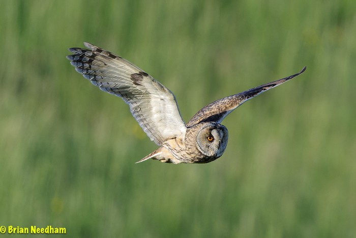 Long-eared Owl