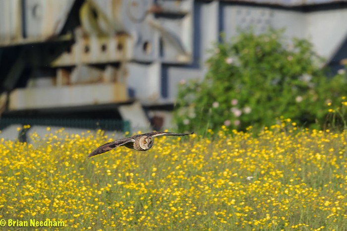Long-eared Owl
