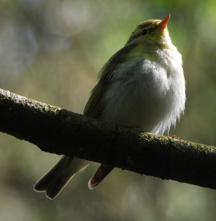 Wood Warbler
