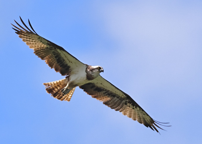 Osprey