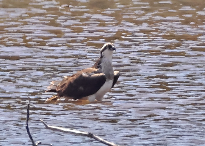 Osprey
