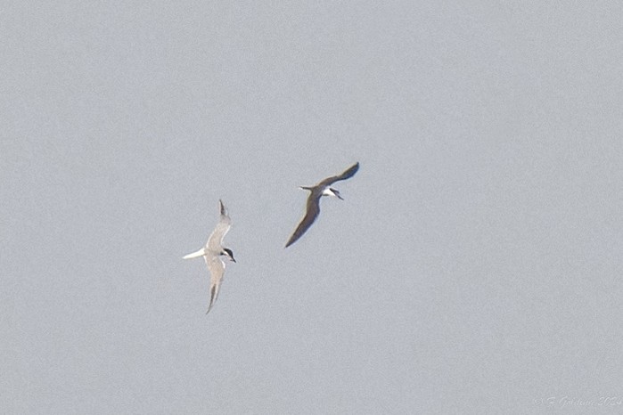 Bridled Tern
