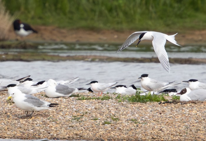 Roseate Tern