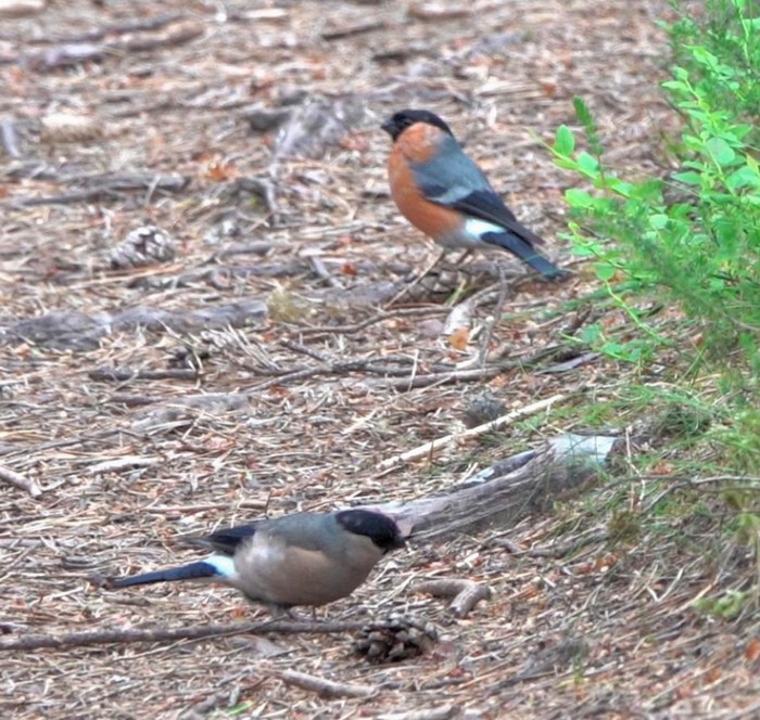 Bullfinch
