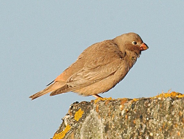 Trumpeter Finch