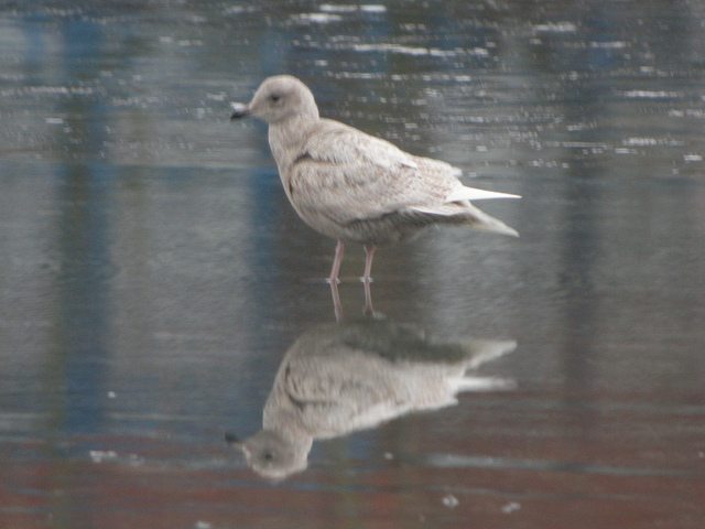 Iceland Gull