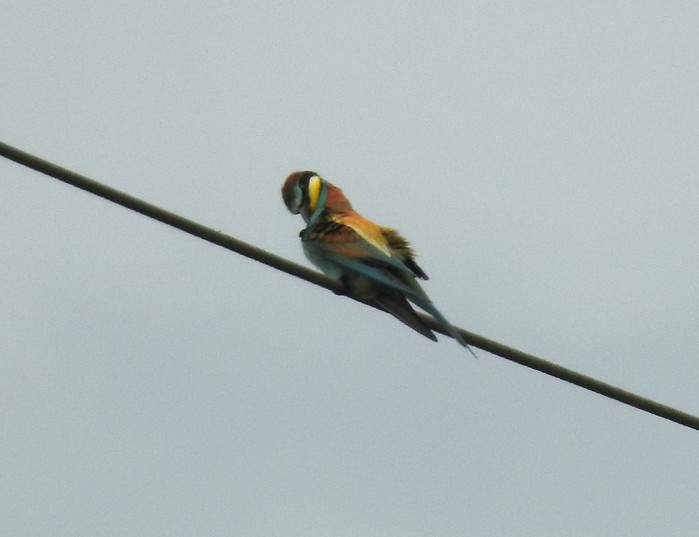 Bee-eater