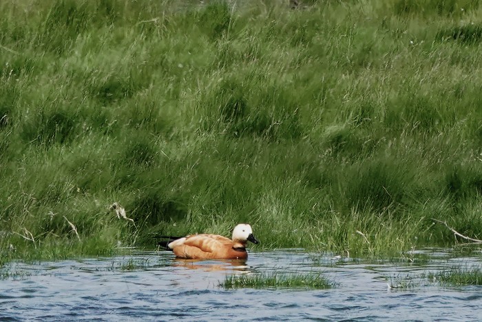 Ruddy Shelduck