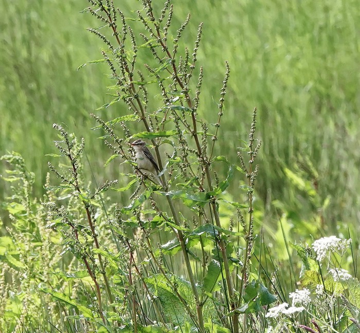 Sedge Warbler