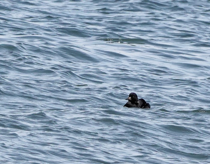 Common Scoter
